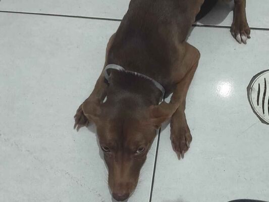 Cao - Macho Médio6 anos Acima