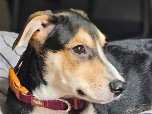 Cachorro cão para adoção Macho Médio  2 a 6 meses 