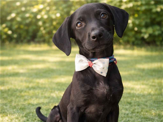 Cachorro cão para adoção Macho Pequeno 2 a 6 meses 