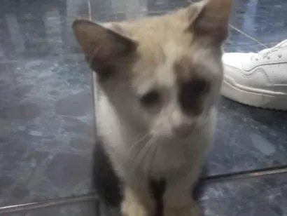 Gato Siamês Pequeno Abaixo-de-2-meses