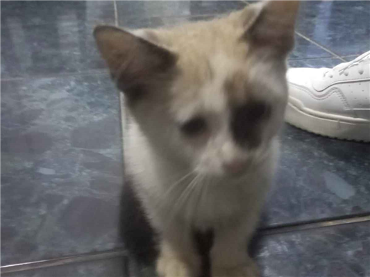 Gato para adoção Macho Pequeno Abaixo de 2 meses