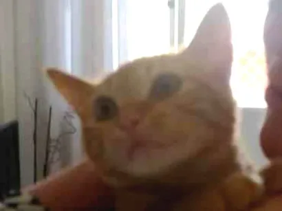 Gato SRD-ViraLata Pequeno 3-anos