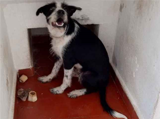 Cachorro cão para adoção Macho Médio  7 a 11 meses 