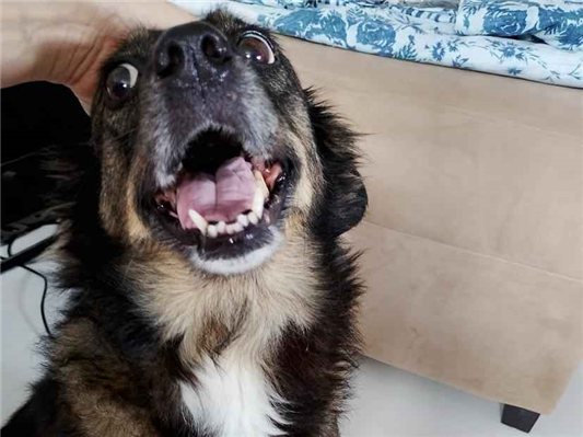Cachorro cão para adoção Fêmea Médio  6 anos Acima 
