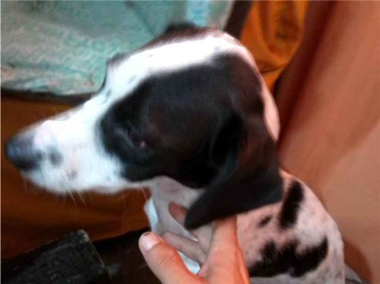 Cachorro cão para adoção Fêmea Médio  2 anos 
