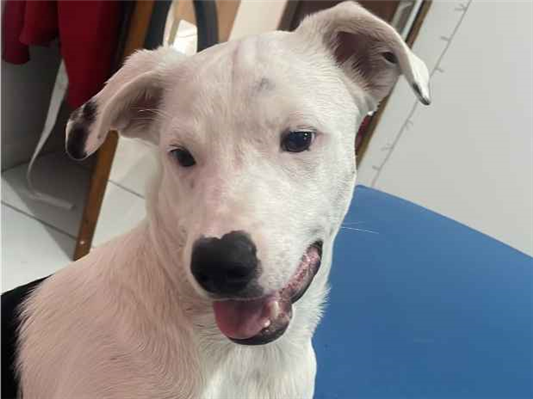 Cachorro cão para adoção Macho Médio  7 a 11 meses 