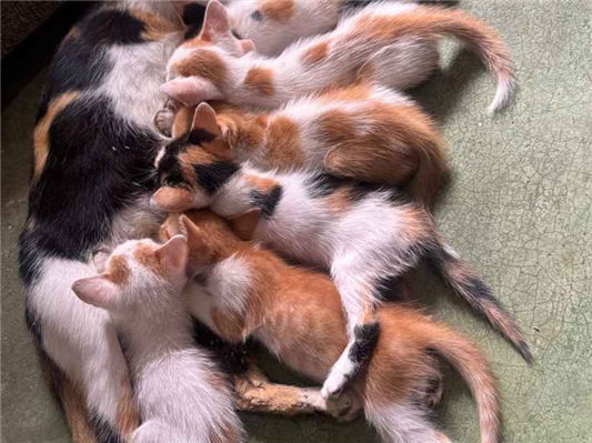 Gato - Fêmea Médio7 a 11 meses