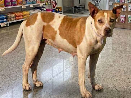 Cachorro cão para adoção Fêmea Grande 5 anos 