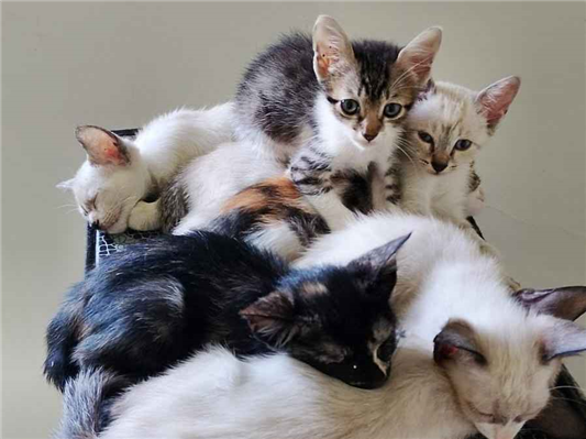 Gato para adoção Ambos Pequeno 2 a 6 meses