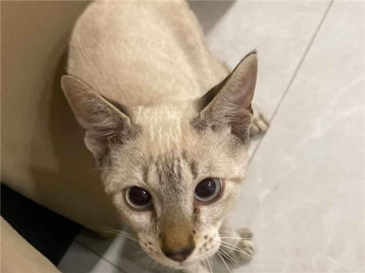 Gato - Macho Pequeno2 a 6 meses