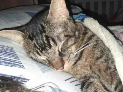 Gato SRD-ViraLata Medio 1-ano