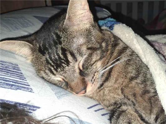Gato Procura-Perdido Macho Médio 1 ano 
