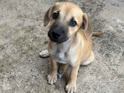 Cao - Macho PequenoAbaixo de 2 meses