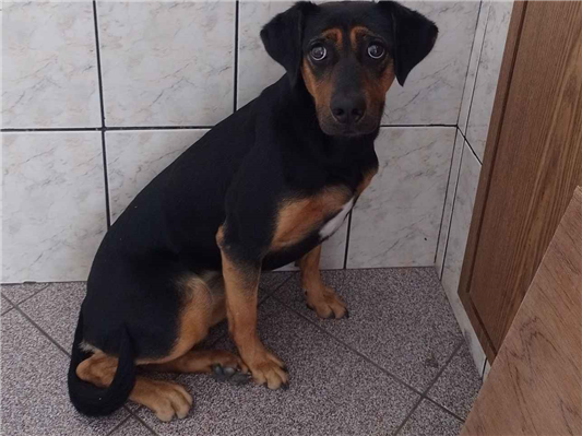 Cachorro cão para adoção Fêmea Médio  1 ano 