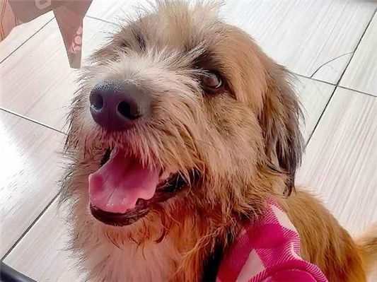 Cachorro cão para adoção Macho Médio  2 anos 