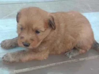 Cao SRD-ViraLata Pequeno Abaixo-de-2-meses
