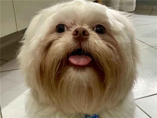 Cachorro cão para adoção Macho Pequeno 7 a 11 meses 