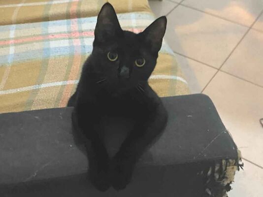Gato Procura-Perdido Fêmea Pequeno 1 ano 