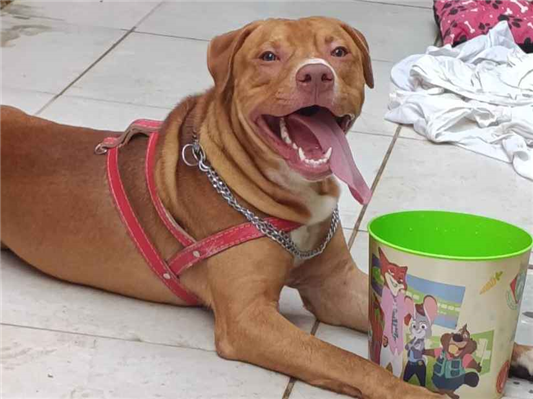 Cachorro cão para adoção Macho Médio  7 a 11 meses 