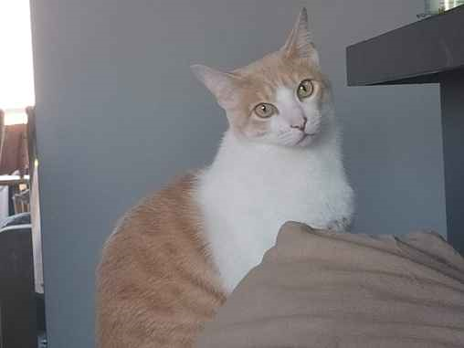 Gato para adoção Macho Médio 6 anos Acima