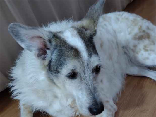 Cachorro cão para adoção Fêmea Médio  6 anos Acima 