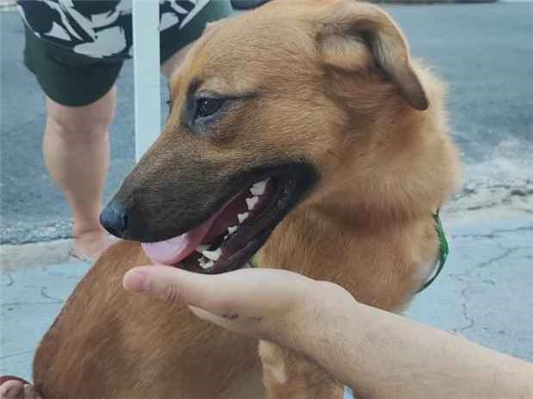 Cachorro cão para adoção Macho Médio  1 ano 