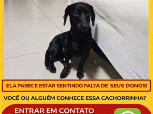 Cao - Fêmea Médio2 anos