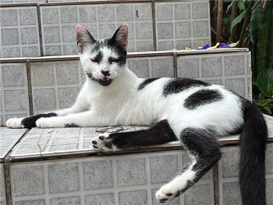 Gato para adoção Fêmea Pequeno 2 a 6 meses
