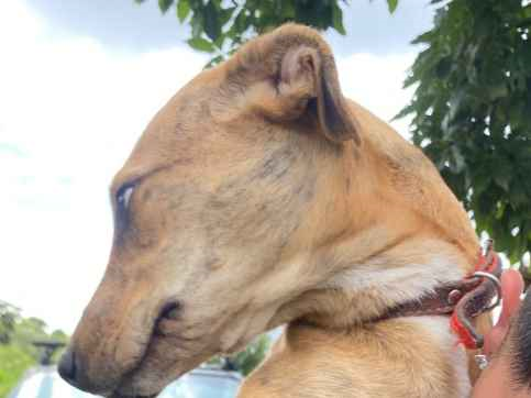 Cachorro cão para adoção Fêmea Médio  7 a 11 meses 