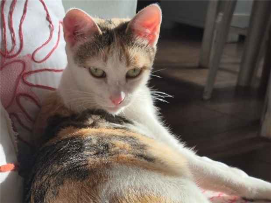 Gato para adoção Fêmea Pequeno 1 ano