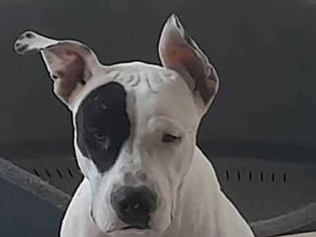 Cachorro cão para adoção Fêmea Médio  7 a 11 meses 