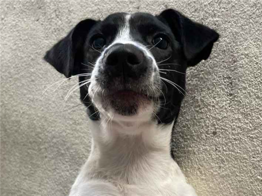 Cachorro cão para adoção Macho Médio  1 ano 