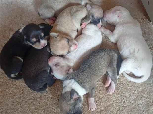 Cachorro cão para adoção Ambos Médio  Abaixo de 2 meses 