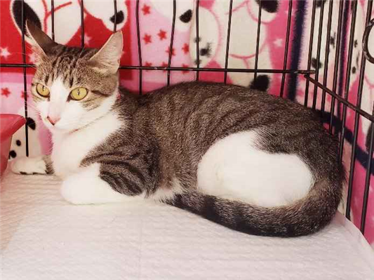 Gato para adoção Fêmea Pequeno 1 ano