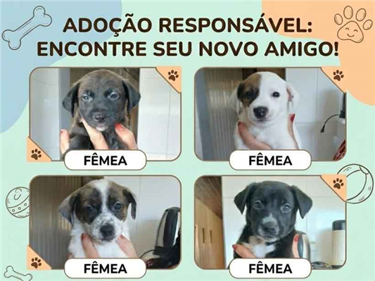 Cachorro cão para adoção Ambos Médio  2 a 6 meses 