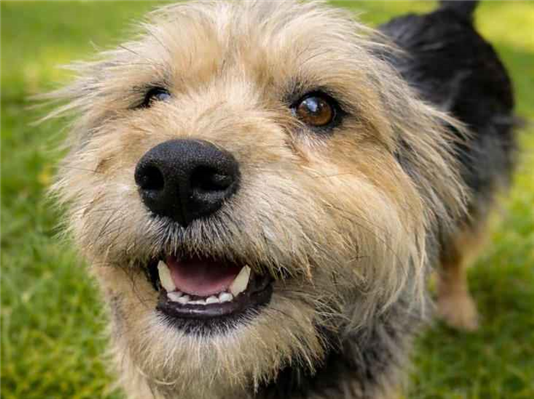 Cachorro cão para adoção Fêmea Pequeno 1 ano 