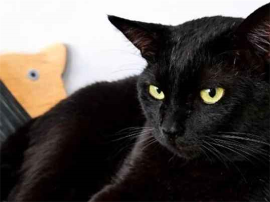 Gato para adoção Macho Médio 3 anos