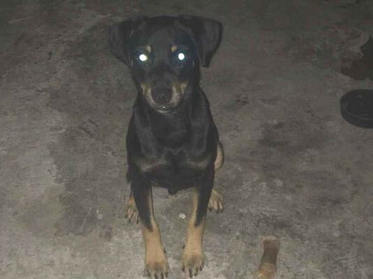 Cachorro cão para adoção Macho Pequeno 2 a 6 meses 