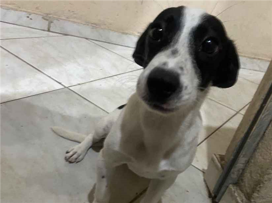 Cachorro cão para adoção Fêmea Pequeno 2 a 6 meses 