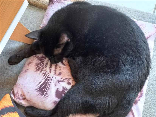 Gato para adoção Macho Pequeno 5 anos