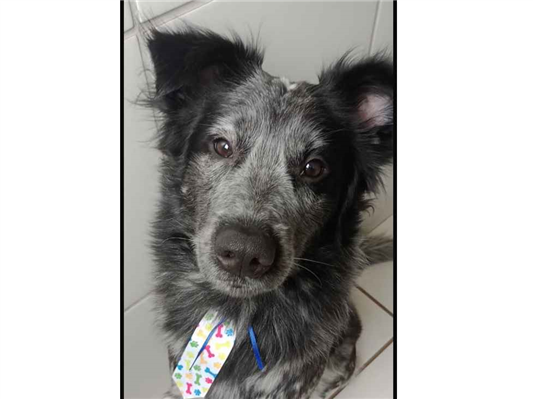 Cachorro cão para adoção Macho Médio  1 ano 