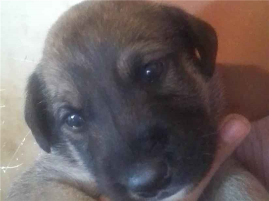 Cachorro cão para adoção Ambos Médio  2 a 6 meses 