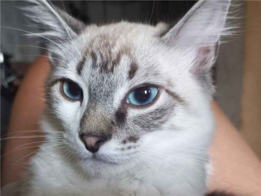 Gato Procura-Perdido Macho Médio 3 anos 