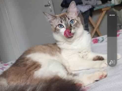 Gato Procura-Perdido Macho Médio 3 anos 