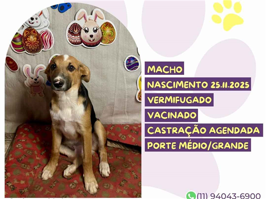 Cachorro cão para adoção Macho Médio  Abaixo de 2 meses 