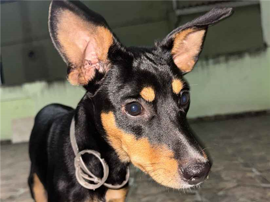 Cao - Macho Médio2 a 6 meses