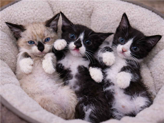 Gato para adoção Ambos Pequeno Abaixo de 2 meses