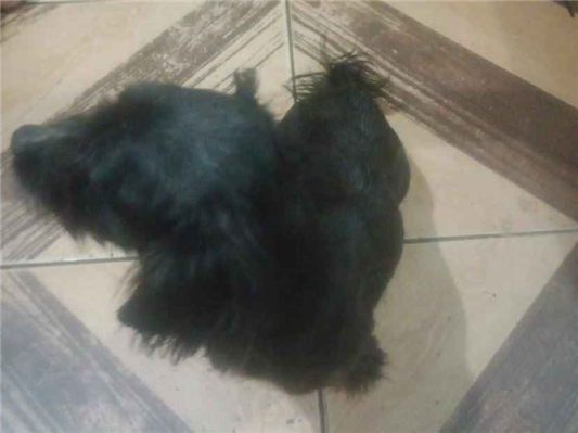 Cachorro cão para adoção Macho Pequeno 6 anos Acima 