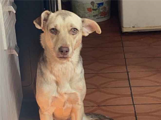 Cachorro cão para adoção Fêmea Médio  6 anos Acima 
