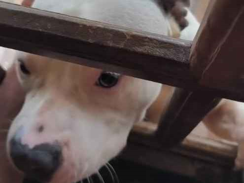 Cachorro cão para adoção Macho Médio  1 ano 